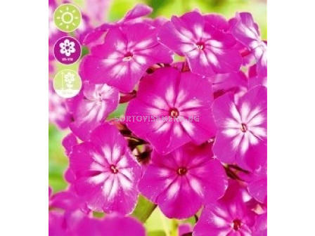 Флокс Paniculata Tatjana - 1 оп (1 коренище)