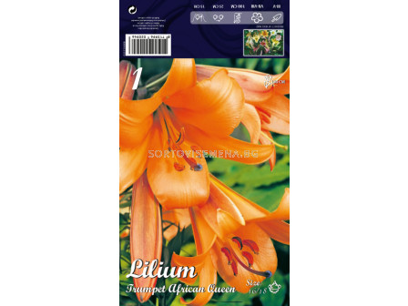 Лилиум (Lilium) Тромпет African Queen LSCH 16/18