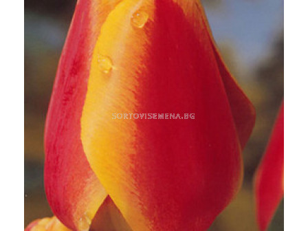 Лале (Tulip) Аpeldoorn's Elite Red/Yellow 12/+ 
