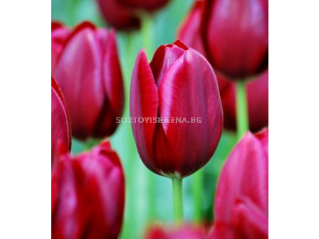 Лале (Tulip) National Velvet 11/12 