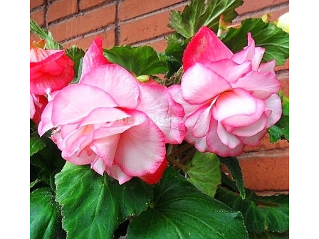 Бегония (Begonia) Cascade Florence 4/5 