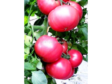 Сорт домати Линеа F1 - 1000 сем