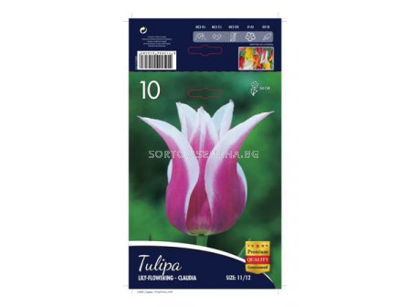 Лале (Tulip) Lilyflowering Claudia 11/12 - 10 бр.