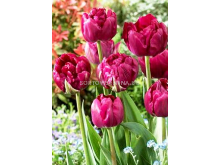 Лале (Tulip) Royal Acres 11/12