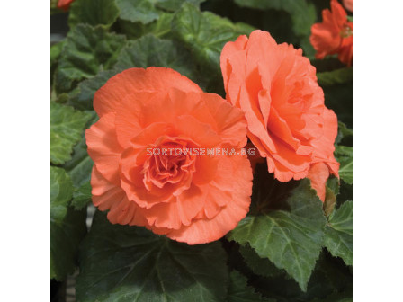 Бегония (Begonia) Double Orange 5/6