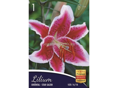 Лилиум (Lilium) Star Gazer 16/18 