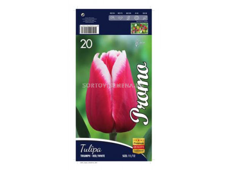 Лале (Tulip) Triumph red and white 12/+(10 луковици)
