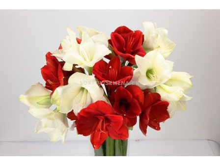 Амарилис (Amaryllis) Градински Микс кичест 34/36 