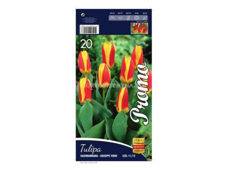 Лале (Tulip) Kaufmanniana - Giuseppe Verdi 11/12 