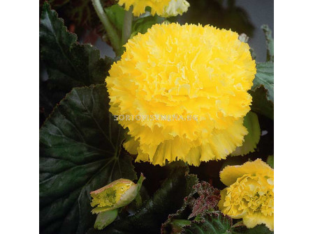 Бегония (Begonia) Fimbriata Yellow 5/6