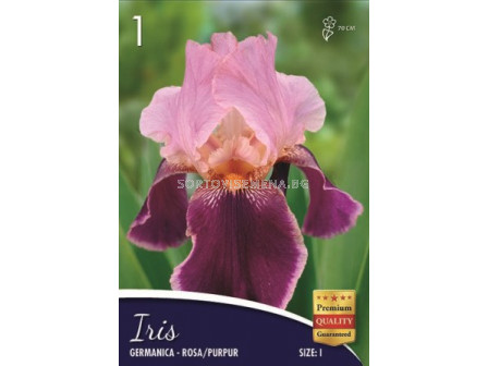 Ирис (Iris) Germanica rosa/pupur 