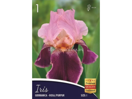 Ирис (Iris) Germanica rosa/purpur 