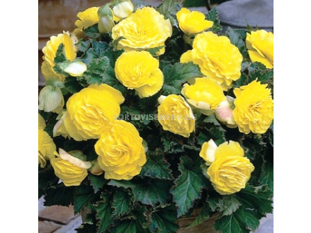 Бегония (Begonia) Double Yellow 5/6