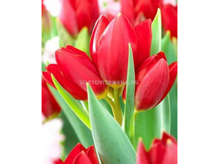 Лале (Tulip) Multiflora Red Georgette 11/12
