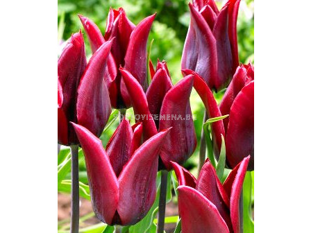 Лале (Tulip)  lily-flowered Lasting Love 11/12