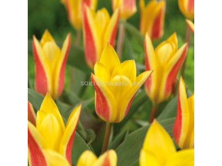 Лале (Tulip) Botanical Giuseppe Verde 11/12