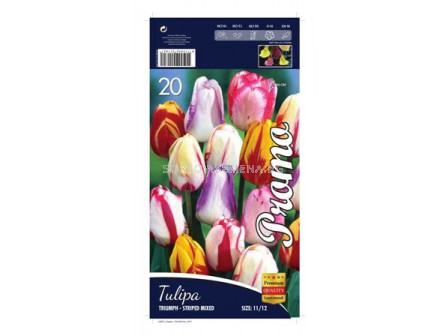 Лале (Tulip) Triumph Striped mix 12/+ (10 луковици) 