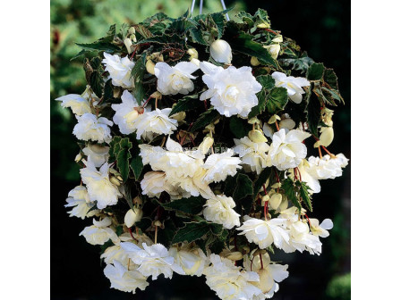 Бегония (Begonia) Pendula White 5/6