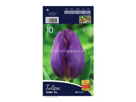 Лале (Tulip) Triumph-Lila 12/+ (10 луковици)