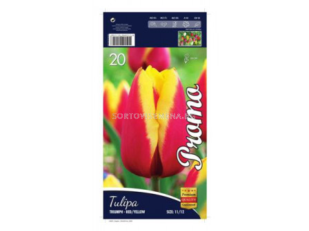 Лале (Tulip) Triumph Red and Yellow 12/+ 