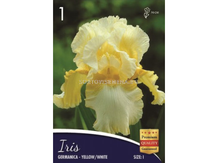 Ирис (Iris) Germanica yellow/white