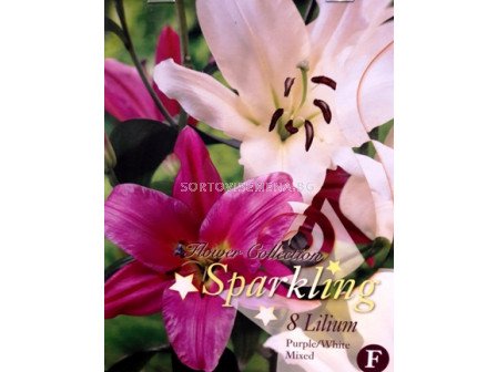 Лилиум (Lilium) Sparkling Purple/White