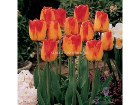 Лале (Tulip) Darwin hybrids orange queen 11/12 
