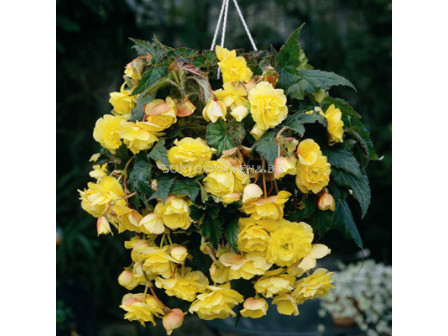 Бегония (Begonia) Pendula Yellow 5/6