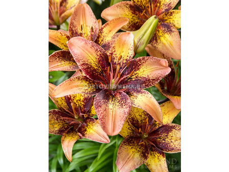 Flora Elite Lilium asiatic Tribal Dance 1 оп-2 бр