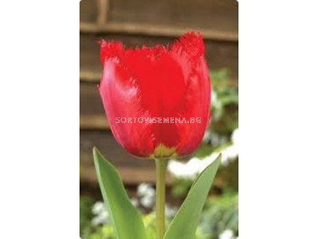 Лале (Tulip) Crispa Crystal Beauty 11/12