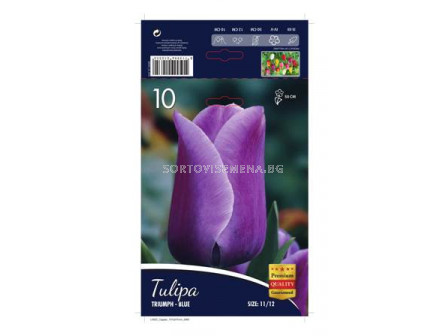 Лале (Tulip) Triumph Blue 11/12 