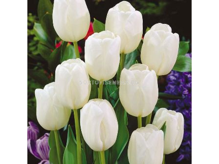 Лале (Tulip) Darwin Hybrid White dream 12/+