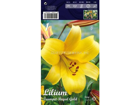 Лилиум (Lilium) Тромпет Royal Gold LSCH 16/18