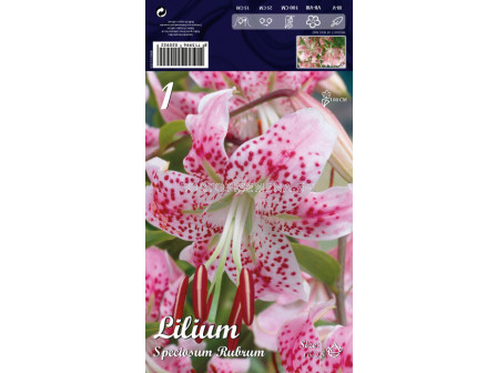 Лилиум (Lilium) Spec.Rubrum 16/18 LSCH