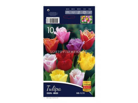 Лале (Tulip) Crispa Mix 11/12 (10 луковици) 