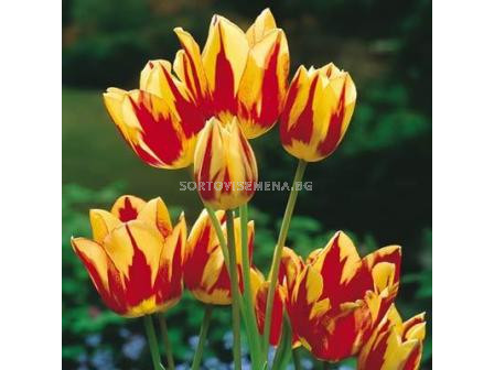 Лале (Tulip) Multiflora Color Spectacle 11/12 