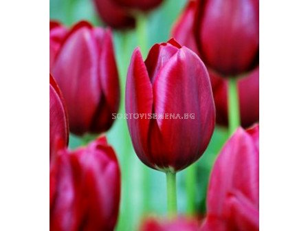 Лале (Tulip) National Velvet 11/12 