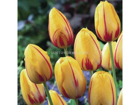 Лале (Tulip) Striped la Courtine 11/12