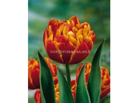 Лале (Tulip) Double Allegretto 11/12