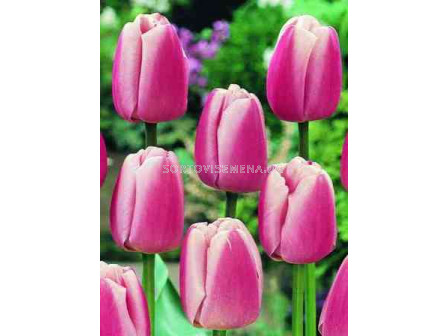 Лале Olliules 12/+ - Tulip Olliules 12/+