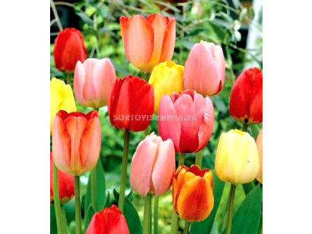 лалета Longstemmed Tulips Mixed 