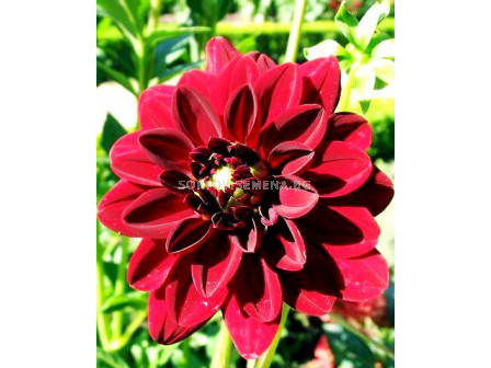 далия Decorative Deutschland - 1бр