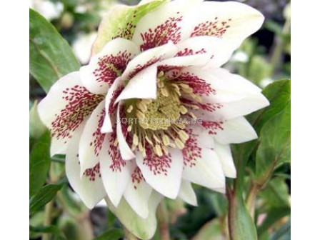 Кукуряк / Helleborus Double Ellen Spotted White / 1 бр			