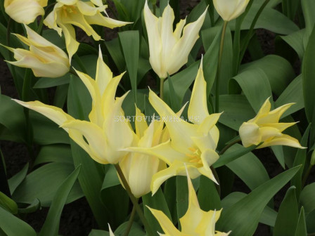 Лале /Tulip Johan Cruijff/ 1 бр
