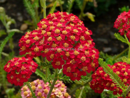 Равнец- червен Паприка / achillea millefolium paprika / 1 бр