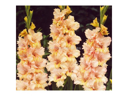 Гладиол Gladiolus Rumba Frizzle 1 бр