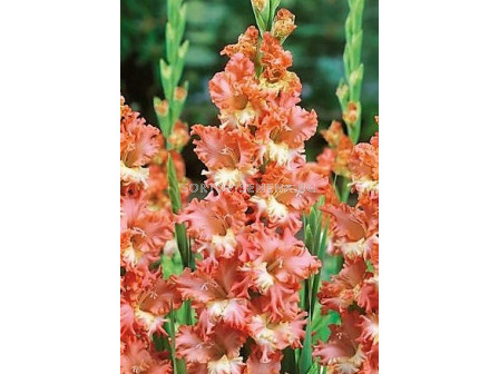 Гладиол (Gladiolus) Frizzled Coral Lace