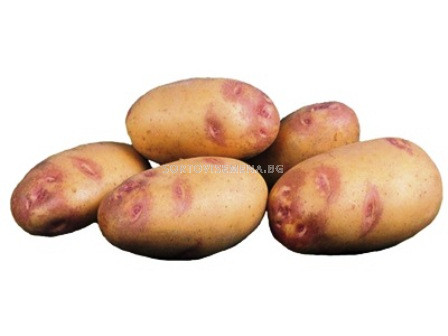 семе картофи Пикасо (Picaso) 25кг