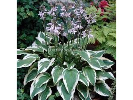 Хоста - Hosta Antioch - 1 бр 