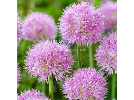 Декоративен лук / Allium 'Rosy Dream/ 1 бр